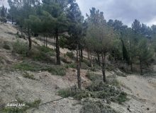 عملیات هرس درختان پارک ملت به سمت جاده مرند توسط واحد فضای سبز شهرداری صوفیان